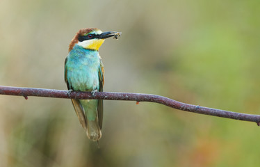 European bee eater (Merops apiaster)