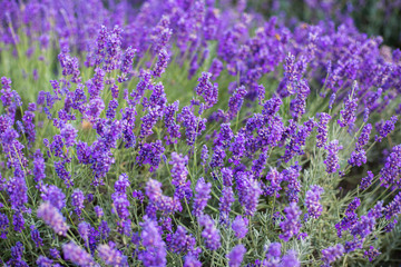 Lavender bushes closeup, French lavender in the garden, soft light effect. Field flowers background.