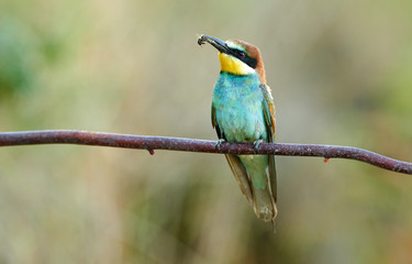 European bee eater (Merops apiaster)