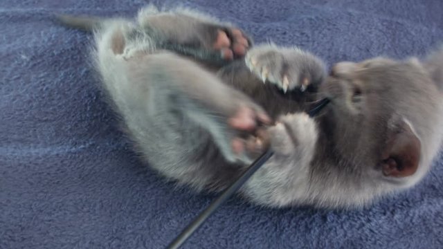 Close-up of a thoroughbred russian blue kittens on a blue background. Recorded on Blackmagic camera in Raw format.