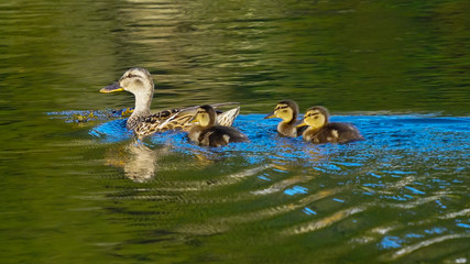 Female Mallard and Ducklings Swimming