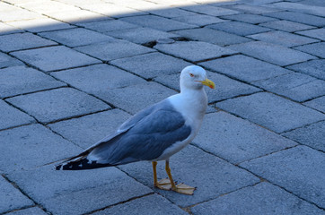 seagull on the floor