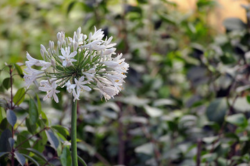 Allium Giganteum is a beautiful flower with a very long stem