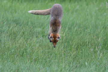 Fuchs
