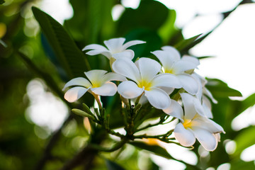 Beautiful plumeria flowers