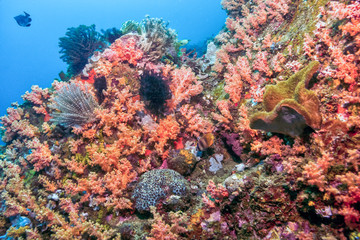 Naklejka na ściany i meble North Sulawesi,Indonesia, underwater