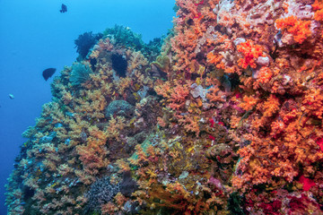 North Sulawesi,Indonesia, underwater