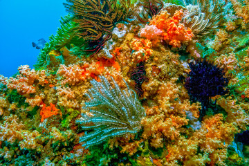 Fototapeta na wymiar North Sulawesi,Indonesia, underwater
