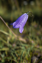 A close up of a beautiful well formed lilac coloured bell shaped wild flower