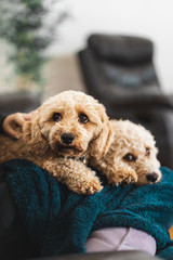 Two Cavoodles sitting on a lounge in living room.