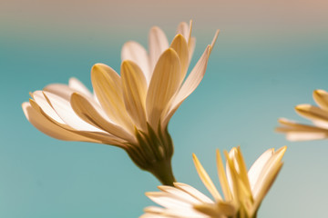 Malerische Blüten