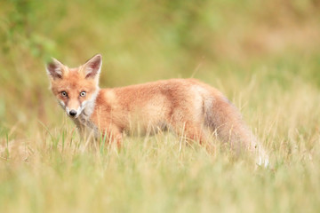 Naklejka na ściany i meble Close-up of a red fox (Vulpes vulpes) standing in green grass and looking at camera