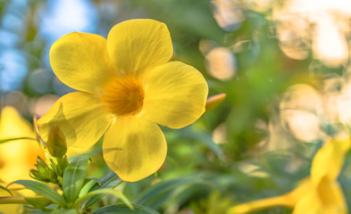 Obraz na płótnie Canvas Yellow Alamanda tropical flowering tree of the apocynaceae family in the Naha City in Okinawa island in Japan.