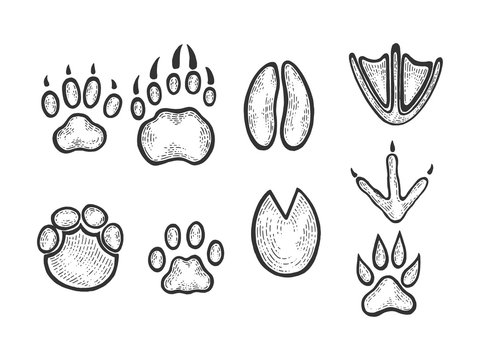 Animal tracks sketch engraving vector illustration. Scratch board style imitation. Black and white hand drawn image.