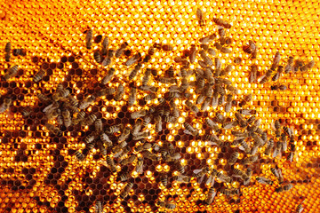 bees close-up on a frame for bees at a skylight against a back-light of sunlight