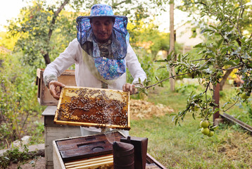 a male bee-keeper takes out of the beehive or apiary the frame for bees