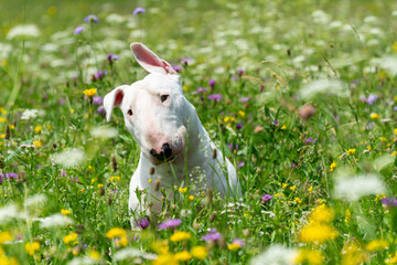 Obraz premium Portrait photo of white bull terrier shaking his head outdoors on a sunny day