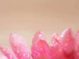 Pink blossom with water drops background