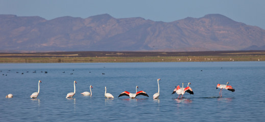 Flamenco rosado o común- Flamingo (Phoenicopterus ruber) Lago Dayet Srji, Desierto del Sahara, Merzouga, Marruecos, Africa. Sahara desert, Marocco