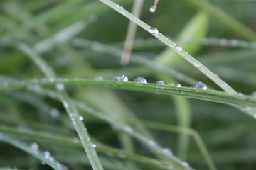 Gräser nach dem Regen
