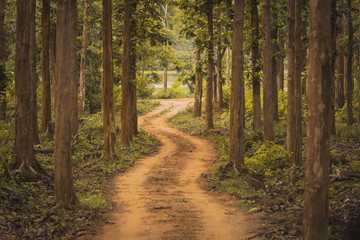 Obraz premium Unexplored path / Road less taken at Nagarhole national park, Karnataka, India. Bandipur forest. Curvy road ahead. Jungle safari searing wild animals. Tall trees, glomy weather, mysterious nature