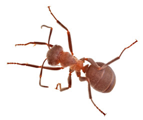 forest brown large ant top view