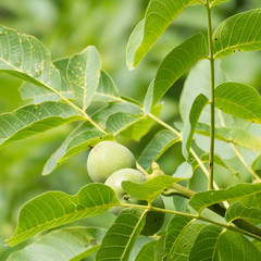 Parts of three growing walnuts on a branch of a walnut tree. The ripening walnuts are surrounded by a green environment with many green leaves of the tree.