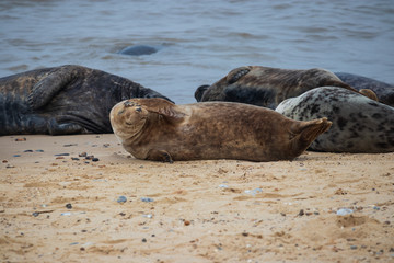 Seals on the Beach