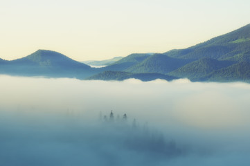 Fir forest on mountain hills at misty foggy weather. Green summer woodland in the fog