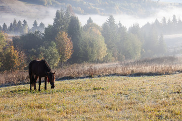 Beautiful horses on a pasture in of autumnal colorful mountains after rain. Carpathian mountains