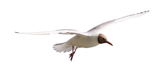 gliding small black-headed gull on white