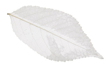 light cherry tree leaf skeleton on white