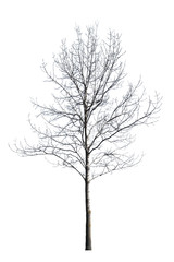 bare small winter isolated maple