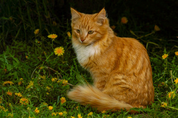 cat in the grass