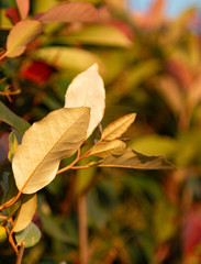 colorful leaves on a bush as background