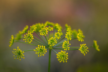 Fennel flower with beautiful green background.