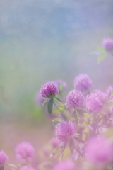 Delicate clover on a blurred background in pastel pink and blue colors with flares of light
