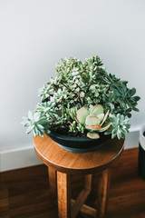 Succulents in black pot on timber stool next to a clean white wall.