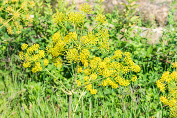 yellow flowers on green meadow