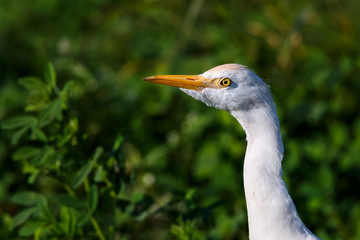 Head shot of Cattle egret or Bubulcus ibis.