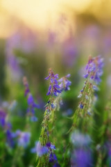 Purple flowers of cow vetch at sunset soft light