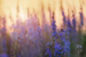 Beautiful flower background of cow vetch at sunset soft light