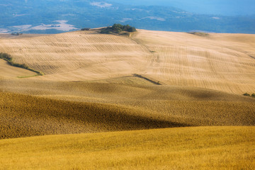 Fototapeta na wymiar Haystacks on golden fields of traditional tuscany landscape at sunset light with blue sky and hills