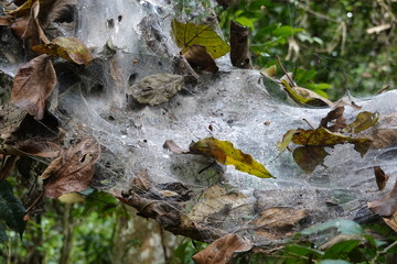 Waterdrops on spiderwebs