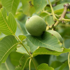 Leaves, branches and ripening walnuts on a walnut tree. The scientific name of the walnut is juglans regia, also known as the English walnut, Persian walnut or Carpathian walnut.