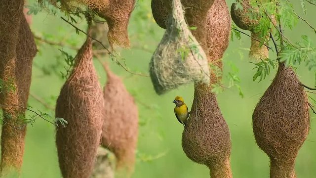 Baya Weaver bird in nesting Colony