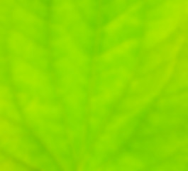 Fototapeta na wymiar Close-up shot of fresh green leaf in soft and blur style for background.