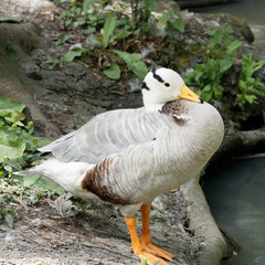 The bar-headed goose (Anser indicus)