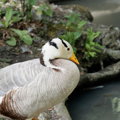 The bar-headed goose (Anser indicus)