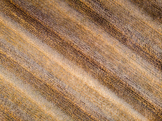 Aerial view of a wheat field. The shot is taken in a field in the southern Sicily, at sunrise. Sicily, Italy